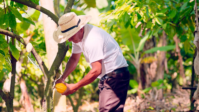 Farmer cuts a ripe cocoa pod.