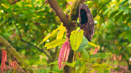 View of two cocoa pods, one healthy and in the process of growth and the other pod in a state of...