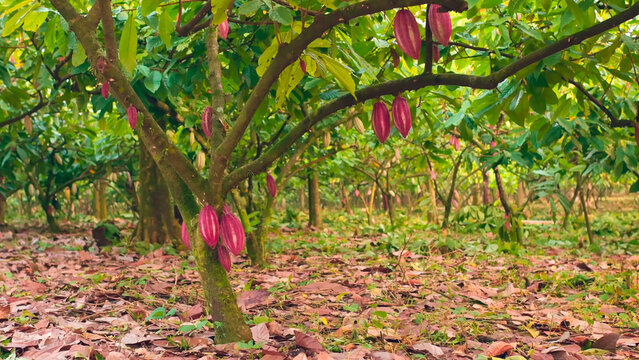 Cocoa trees with ripe fruits.