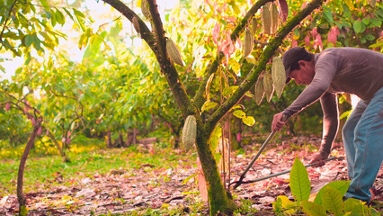 Laborer cleans the surroundings of the cocoa tree so that the tree grows strong and bears beautiful...