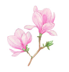 Watercolor sprig of pink magnolia with flowers and buds isolated on white background, sticker, decoration, element for design
