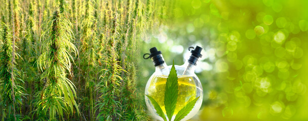 round bottle with cannabis oil, extract, green cannabis plants growing, concept of medical...