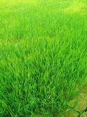 green grass background