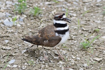 Killdeer bird black & white stripes