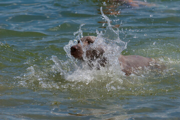 Outdoor portrait of a purebred Weimaraner pupy by a river. The young dog in water after a long walk in the forest. Young Weimaraner in a river in a wild place.