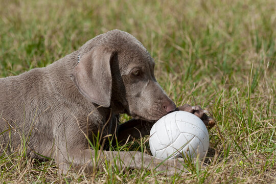 Outdoor portrait of a purebred Weimaraner pupy playing with a ball.  Close up portrait of a young Weimaraner lying in a park. A young, beautiful, silver blue gray Weimaraner purebred dog portrait