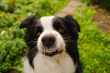 Dangerous angry dog. Aggressive puppy dog border collie baring teeth fangs looking aggressive...
