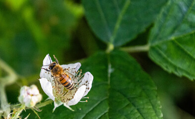 Bee on a blackberry flower