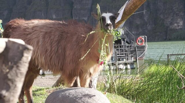 Brown llama is eating grass near a large rock