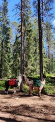 Hiking in the forest with pack animals llama in Nuuksio Finnish National Park. Wild nature in summer season, bags