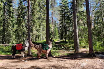 Hiking in the forest with pack animals llama in Nuuksio Finnish National Park. Wild nature in summer season, bags © gudzar