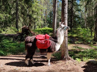 Hiking in the forest with pack animals llama in Nuuksio Finnish National Park. Wild nature in summer season, bags © gudzar