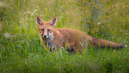 red fox cub
