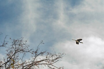 hornbill Anthracoceros Albarostris in the forest of 