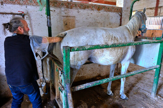 A veterinarian is testing a mare's ovulation in a stable.