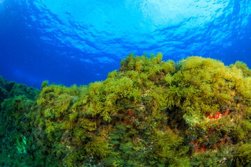 brown algae on the reef
