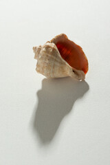 Seashell on white background