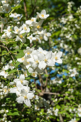 Sunny spring garden. Many flowers bloom on branches on jasmine bush Jasmine Philadelphus lewisii on blurred green background. Selective focus close up. Nature photography. Floral landscape