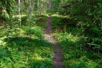 Obraz premium A path through the Kihle Forest Reserve, Toten, Norway, in June.
