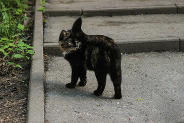 fluffy tricolor cat happily walks down the street in warm weather - turns back, wags its tail