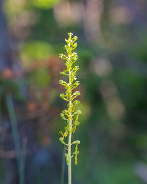 Close up of a common twayblade (neottia ovata) orchid. Common twayblade, Neottia ovata, in flower on chalk grassland. 
