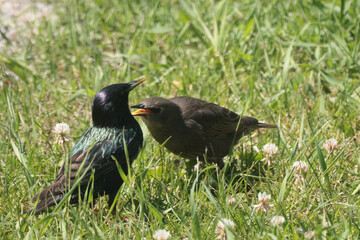 Parent feeding baby European Starling on lawn