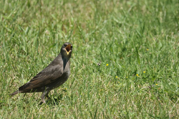 Parent feeding baby European Starling on lawn