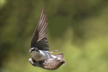 Tree Swallow pair working veyr hard to feed chicks in nesting box on sunny summer day