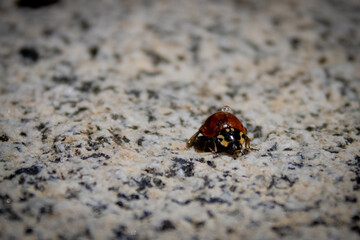 ladybug on a rock