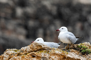 Audouin's Gulls Perched on Coastal Rock