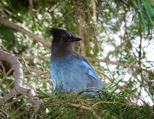 blue jay on a tree branch