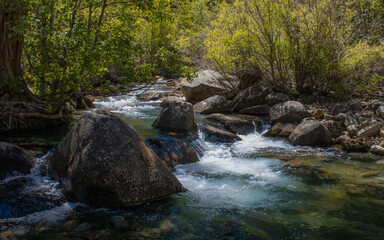 Obraz premium stream in the forest