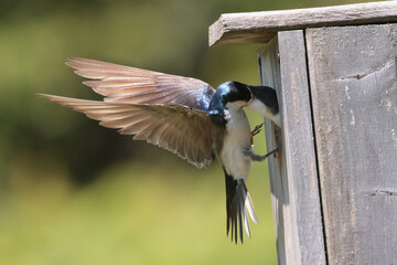 Obraz premium Tree Swallow pair working veyr hard to feed chicks in nesting box on sunny summer day