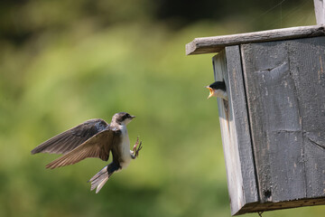 Tree Swallow pair working veyr hard to feed chicks in nesting box on sunny summer day