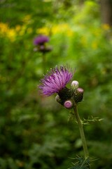 A closeup of a purpul thistle with a nice bokeh as background