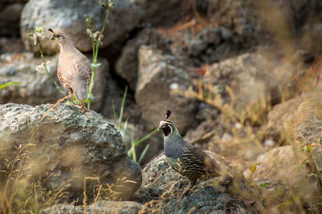 a couple of birds standing on some rocks