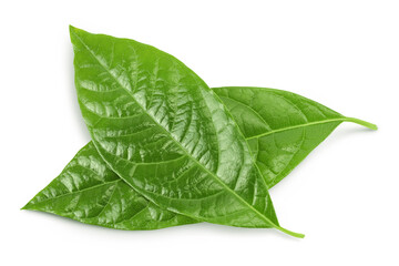 Obraz premium Leaf of avocado isolated on white background. Top view. Flat lay