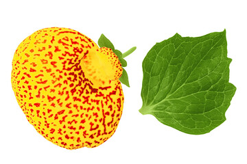 Calceolaria flower isolated on white background. Top view. Flat lay