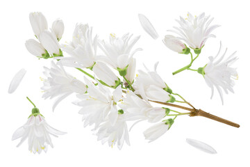 deutzia flowers isolated on a white background