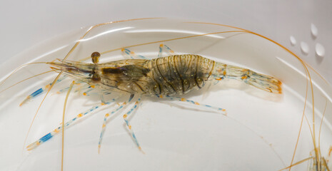 Palaemon elegans sometimes known by the common name rockpool shrimp, is a species shrimp of the family Palaemonidae.