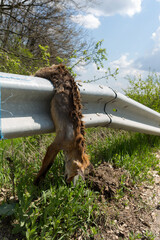 A fox cub died on the road under the wheels of a car. The dead body of the animal is hanging on a crash barriers.