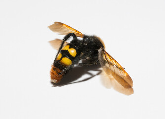 The mammoth wasp (Megascolia maculata) is a species of wasp belonging to the family Scoliidae in the order Hymenoptera. Scolia Male.