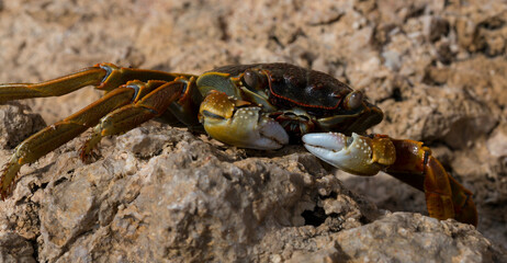 Grapsus albolineatus is a species of decapod crustacean in the family Grapsidae. Crab, on a reef rock. Fauna of the Sinai Peninsula.