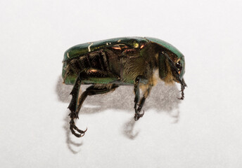 Cetonia aurata, called the rose chafer or the green rose chafer.