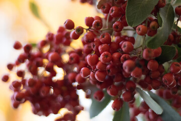 red berries on a bush