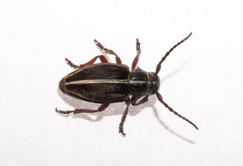Dorcadion tauricum is a species of beetle in the family Cerambycidae.