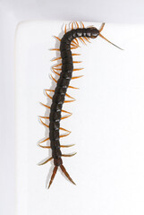Scolopendra cingulata, also known as Megarian (Mediterranean) banded centipede.