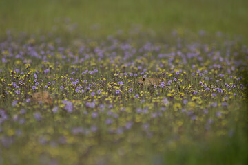 field of flowers