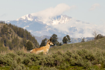 deer in the woods
