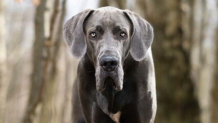 great dane dog